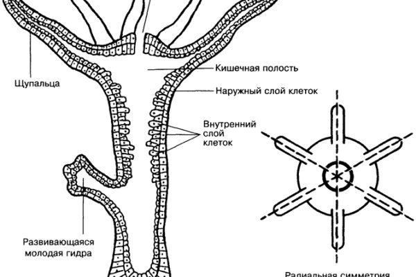 Актуальное зеркало kraken